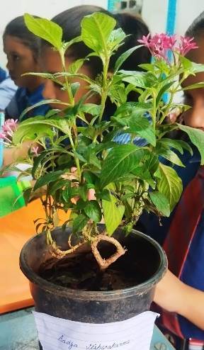 frommans memorial school rewa